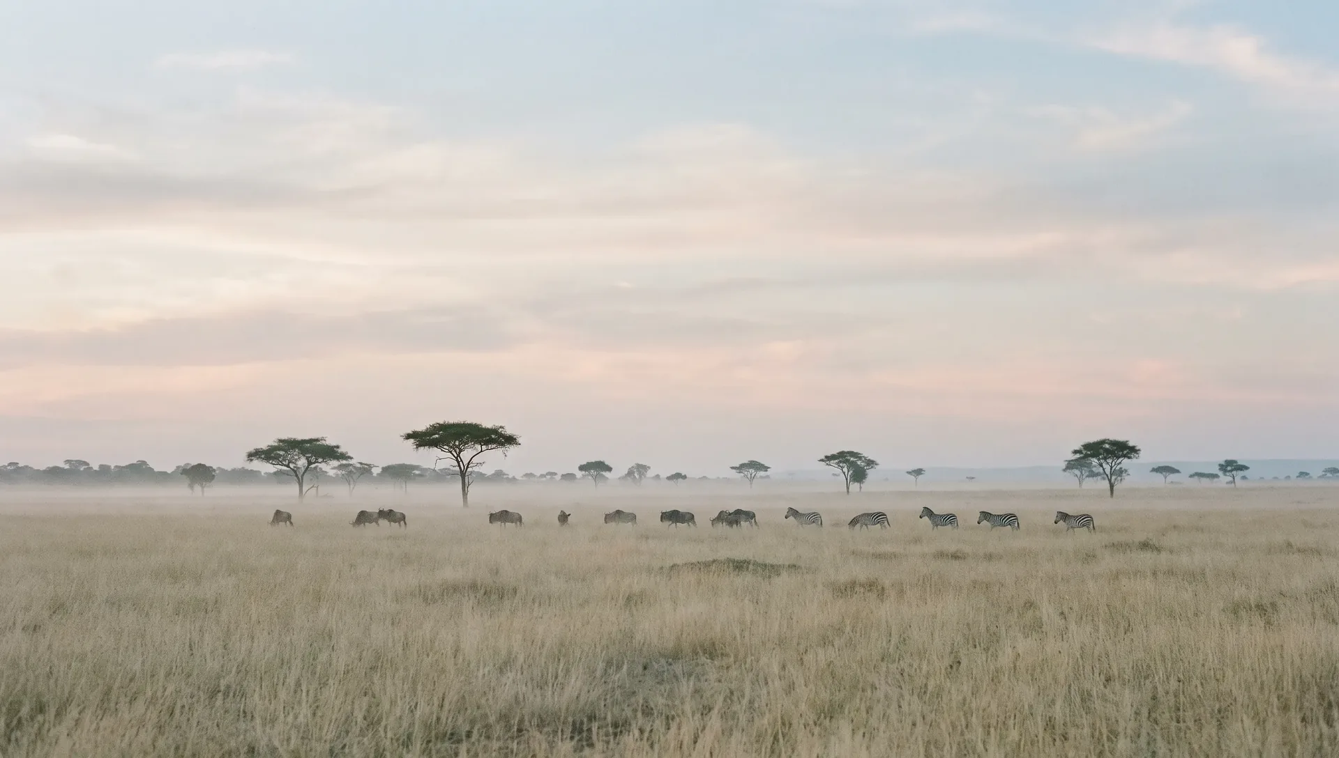 Plaine du Serengeti au petit matin : file de gnous et de zèbres dans la brume, acacias épars