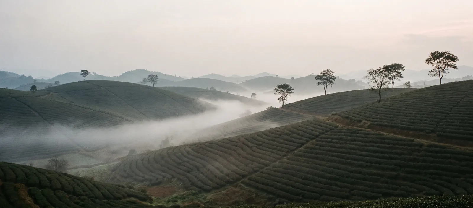 Rangées de théiers ondulant sous la brume, nord du Vietnam